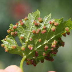 Viteus vitifoliae